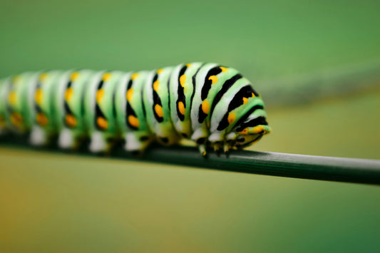 Butterflies on the Colorado Aromatics Farm