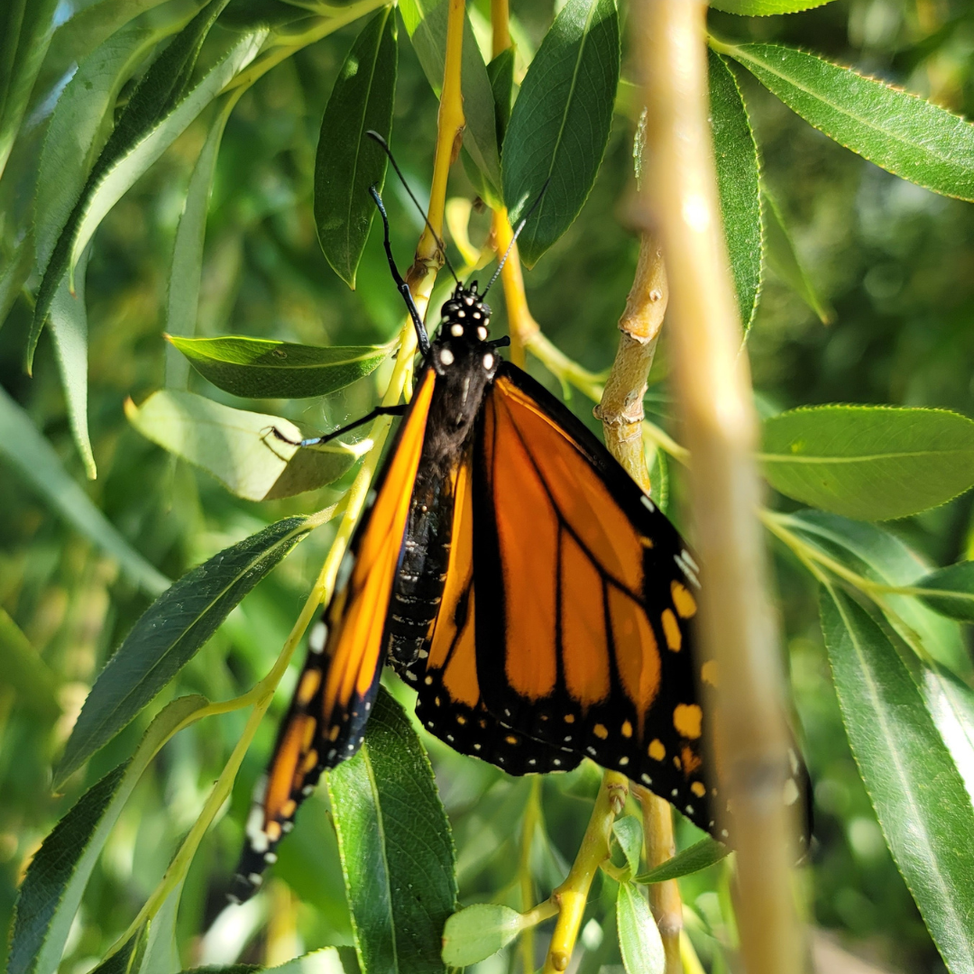 Monarch Butterfly at Colorado Aromatics