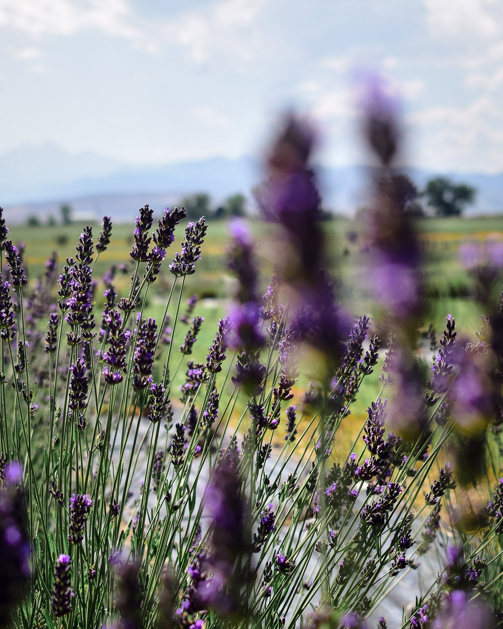 lavender blooms