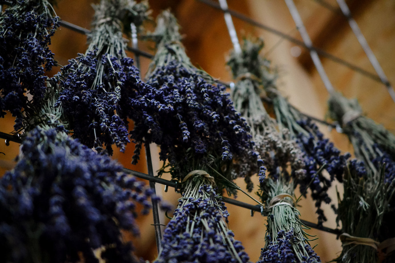 Lavender bundles drying