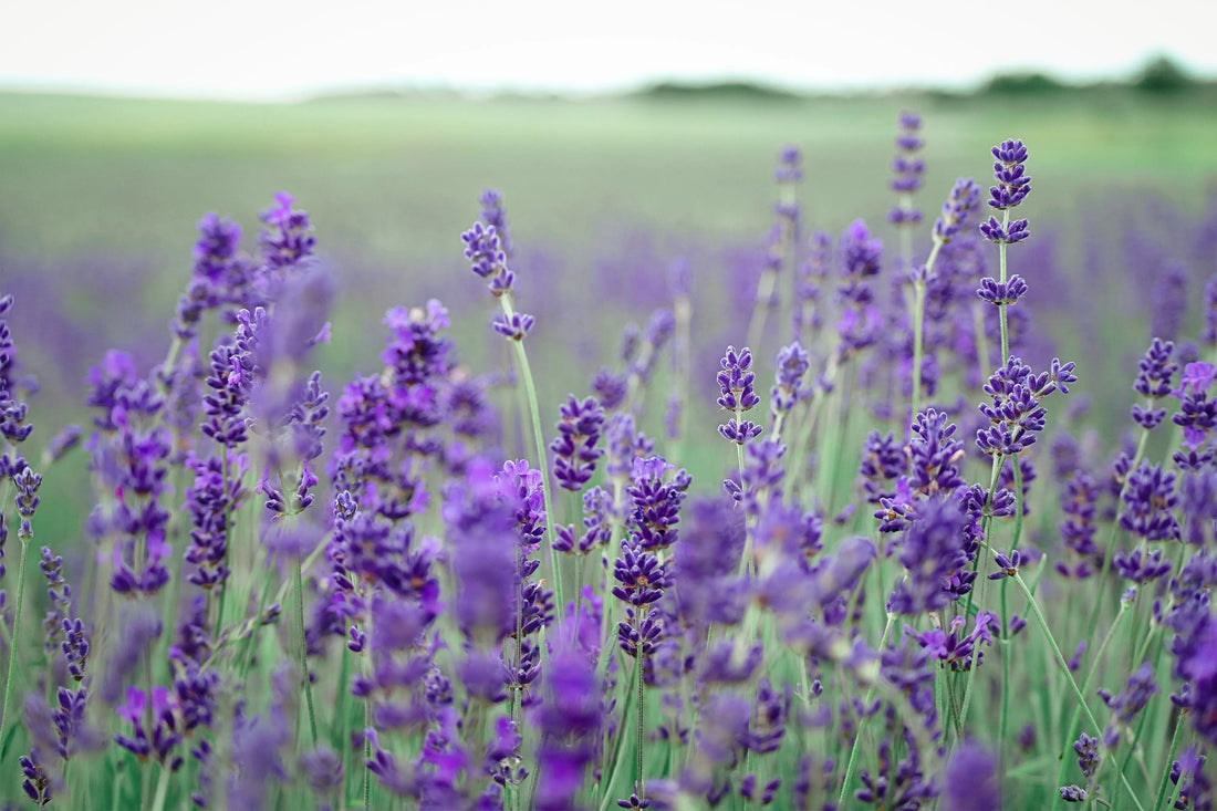 How To Use Your Garden Lavender