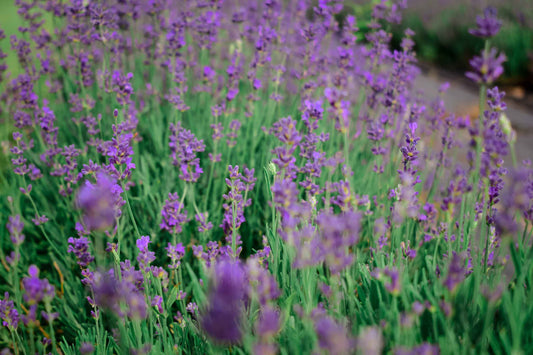 Lavender growing on Colorado Aromatics Farm