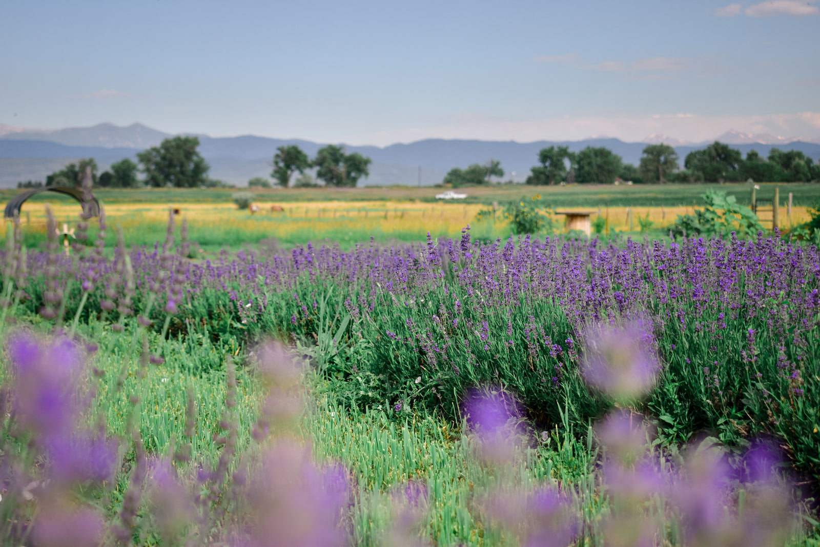 Colorado Aromatics photo 25