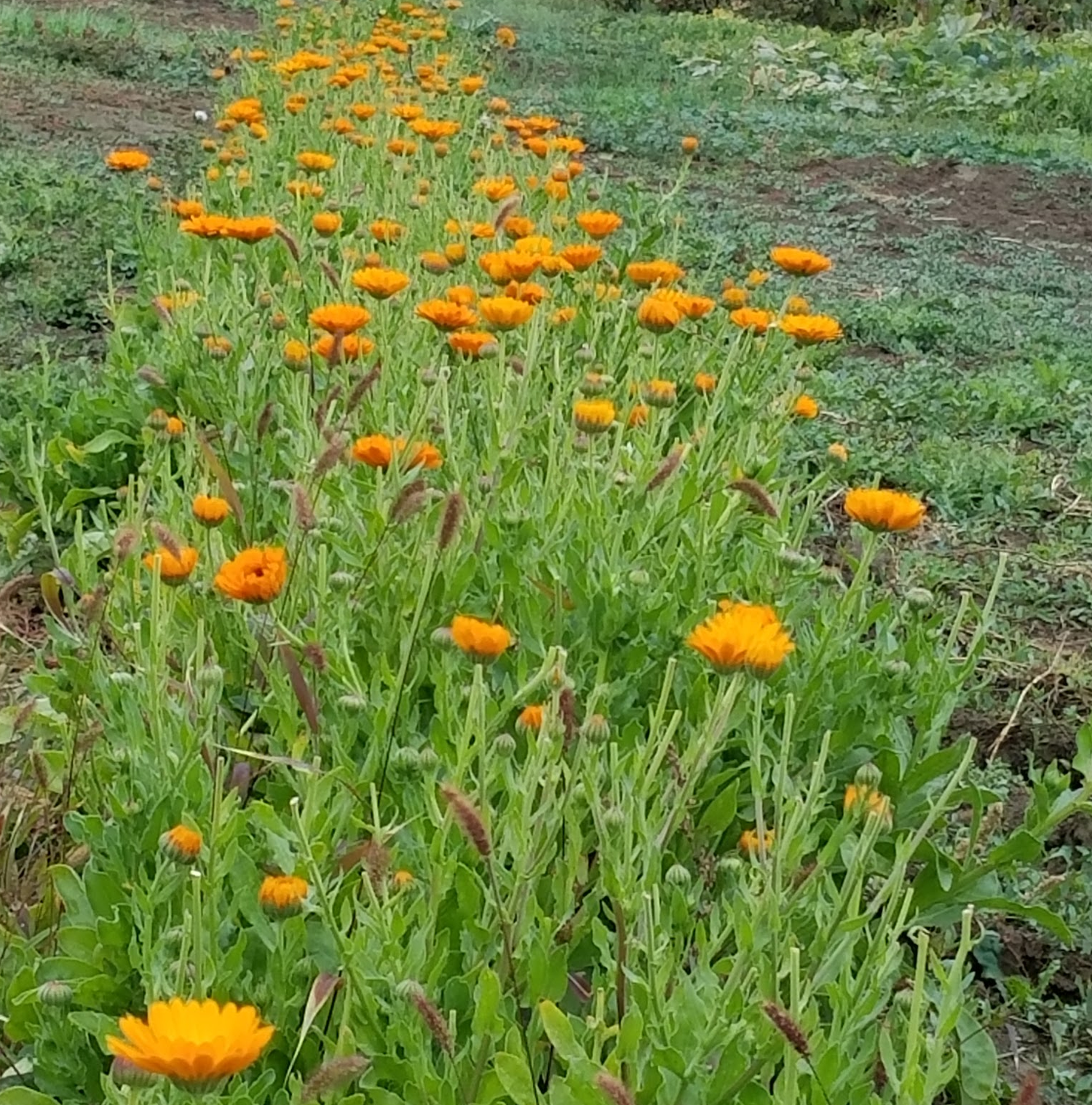 a row of calendula flowers blooming