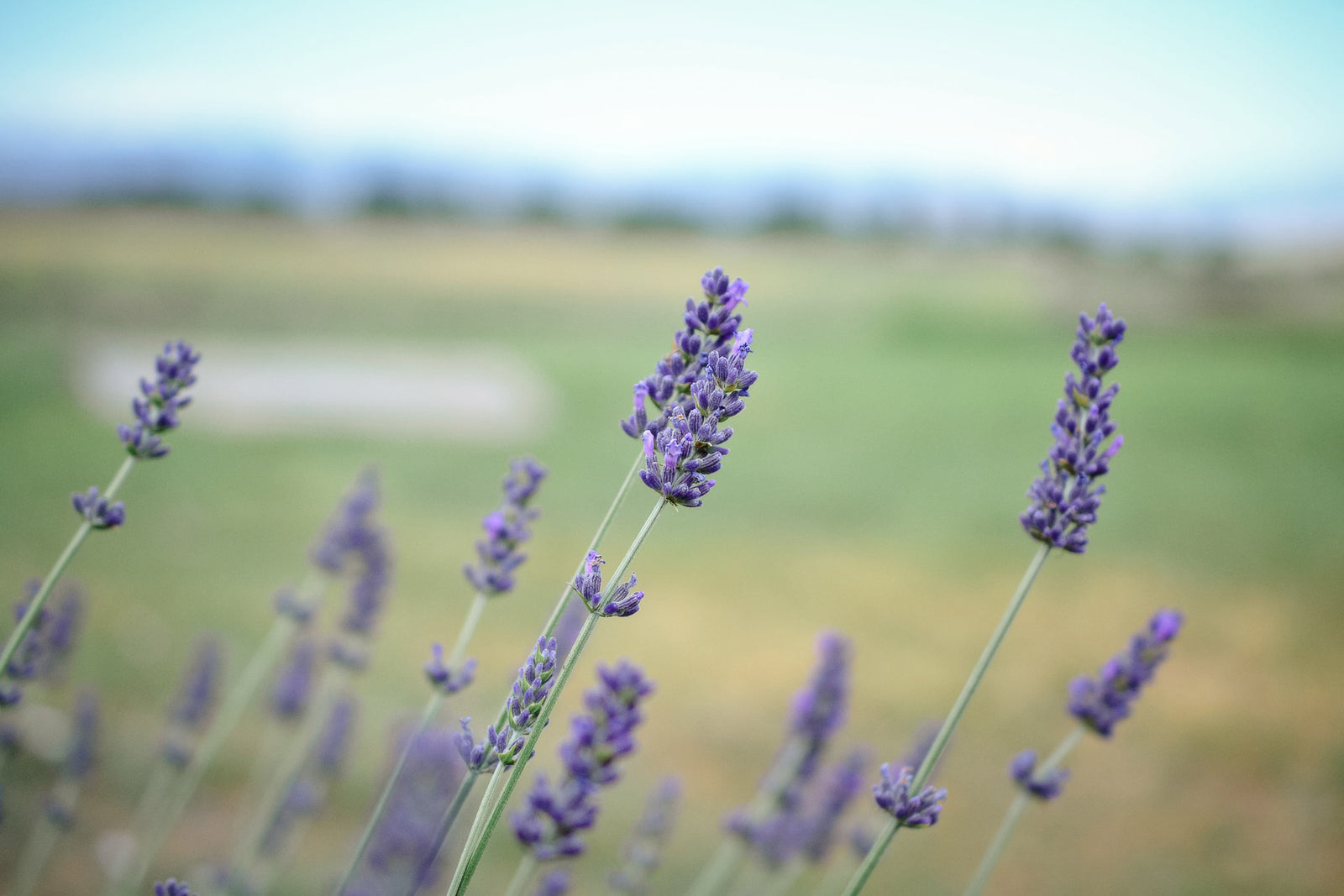 Colorado Aromatics photo 27