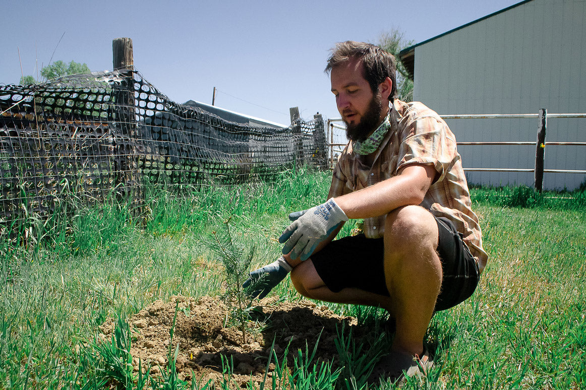 Leo planting a small tree for windbreak at Colorado Aromatics farm