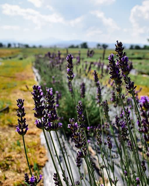row of lavender plants blooming at Colorado Aromatics